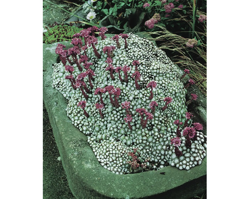 Plantă perenă cu flori, tip pernă, în troacă de piatră