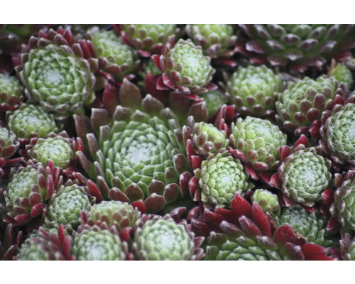 Prim-plan cu plante de urechelniță