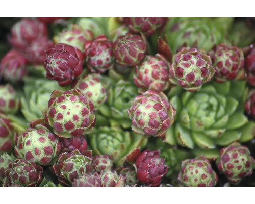 Prim-plan al unei plante de iarba-de-casa