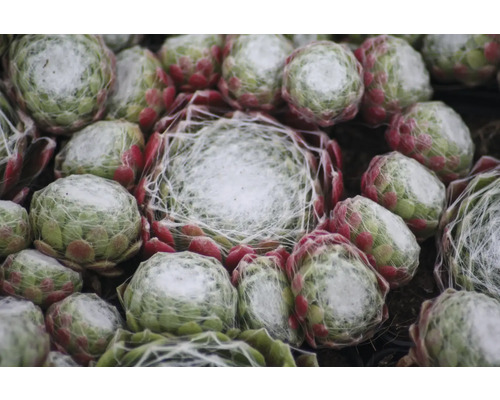 Prim-plan cu mai multe plante de iarba grasă