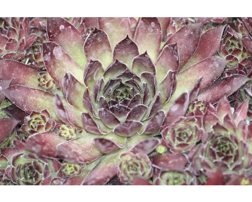 Prim-plan cu o plantă de buruiană de casă