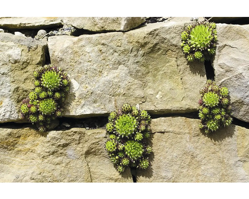 Plante de bărba-ungurului pe un zid de piatră