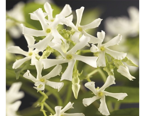 Iasomie stelară FloraSelf Trachelospermum jasminoides, h 50-70 cm, Co 2,3 l-0