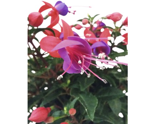 Prim-plan floare de fuchsia
