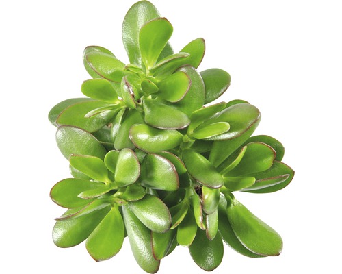 Crassula ovata de sus