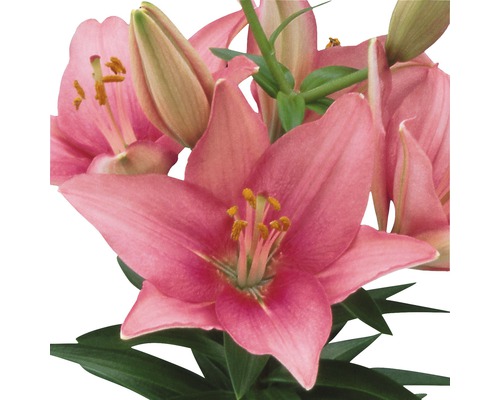 Prim-plan cu un grup de flori de crin roz, cu frunze verzi