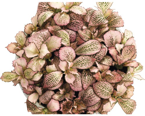 Fittonia plantă de interior în ghiveci