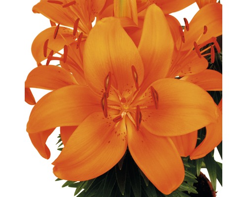 Prim-plan cu un crin portocaliu