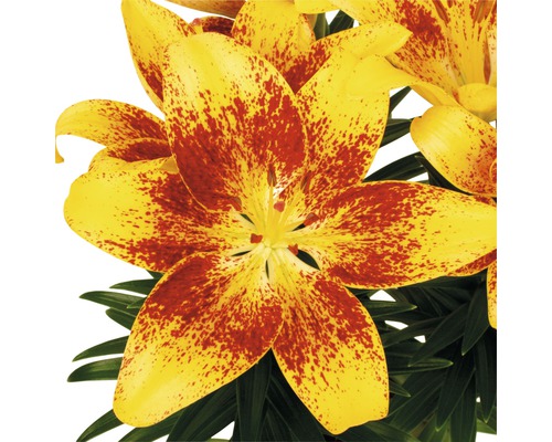 Prim-plan cu un crin galben cu pete roșii