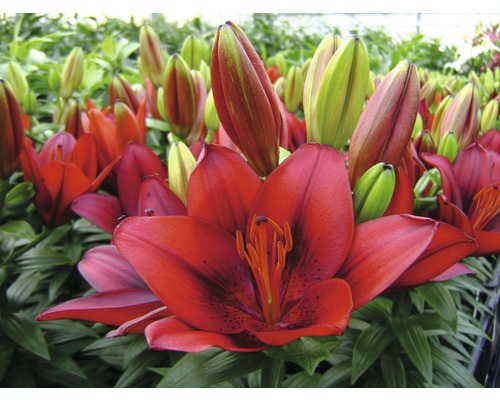 Prim-plan cu flori și boboci de crin roșu