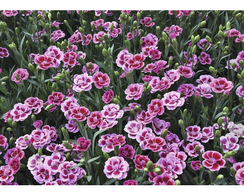 Prim-plan cu flori de garoafe în grădină