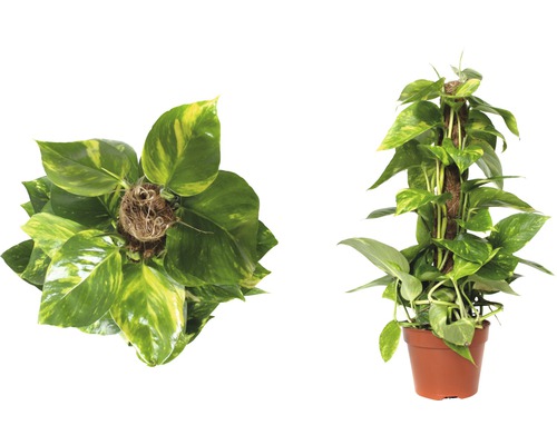 Plantă de interior Epipremnum aureum pe un suport de mușchi în ghiveci, două vederi