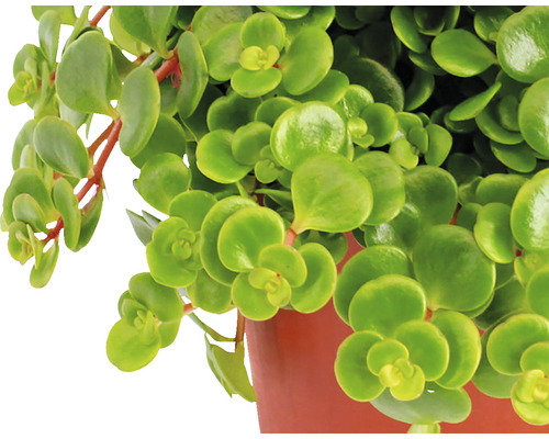 Crassula ovata plantă de interior în ghiveci