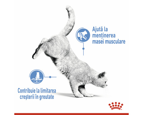 Pisica ajută la menținerea masei musculare și la limitarea creșterii în greutate