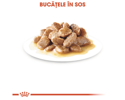 Bucăți de mâncare pentru câini în sos pe o farfurie