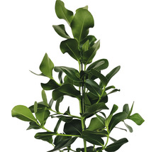 Planta autograf FloraSelf Clusia rosea H 100-120 cm ghiveci Ø 24 cm