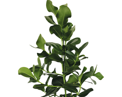 Buxus caucazian veșnic verde cu frunze verzi