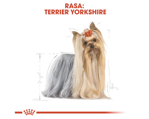 Ilustrație cu Yorkshire Terrier