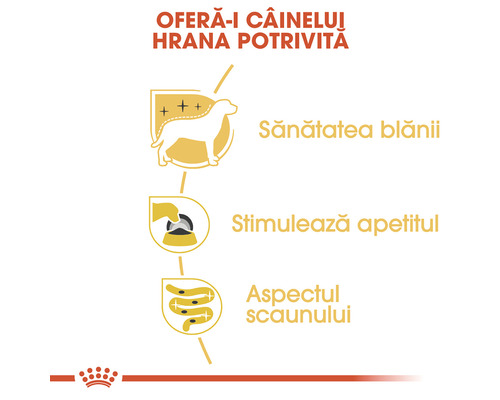 Reprezentare grafică a beneficiilor hranei pentru câini pentru sănătatea blănii, stimularea apetitului și scaun