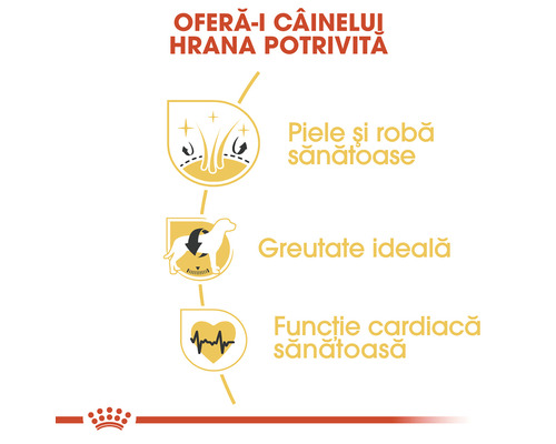 Avantajele hranei pentru câini: piele și blană sănătoase, greutate ideală, funcție cardiacă sănătoasă