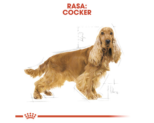 Ilustrație a unui cocker spaniel