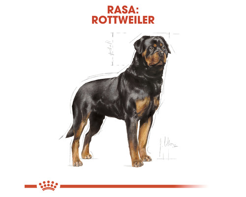 Imagine cu un rottweiler