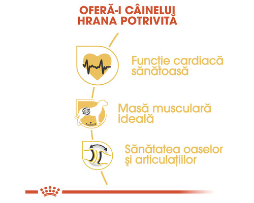 Beneficiile hranei pentru câini: funcția cardiacă, masă musculară, oase și articulații.