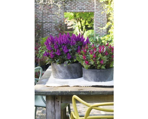 Natură statică de grădină cu două plante ornamentale în ghivece rotunde pe o masă de lemn