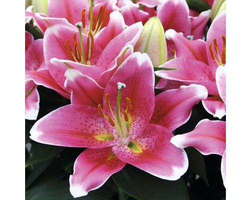 Prim-plan cu flori de crin roz