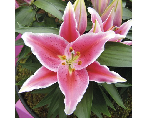 Prim-plan cu o floare de crin roz cu frunze verzi