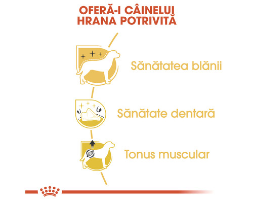 Avantajele hranei pentru câini: Sănătatea blănii, sănătate dentară, tonus muscular