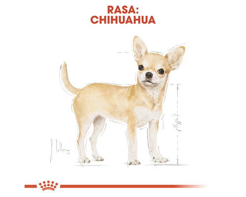 Ilustrație cu un chihuahua