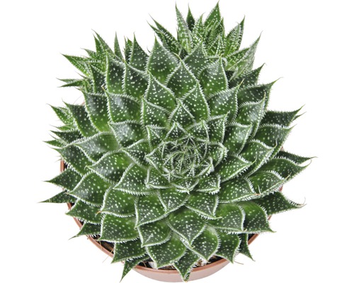 Aloe aristata plantă de interior în ghiveci