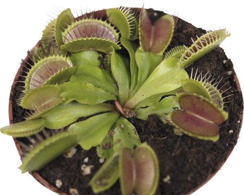 Venus Flytrap într-un ghiveci