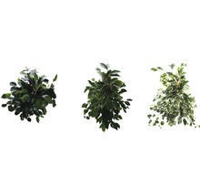 Trei plante diferite de ficus cu frunze