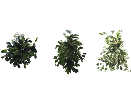 Trei plante diferite de ficus cu frunze