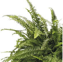 Ferigă FloraSelf Nephrolepis exaltata 'Green Lady' H 50-55 cm ghiveci Ø 50 cm-thumb-1