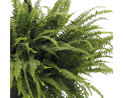 Plantă suspendată cu ferigă