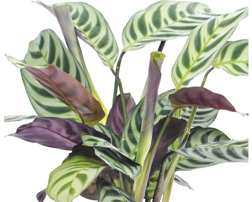 Plantă de rugăciune cu frunze dungate ca plantă de interior