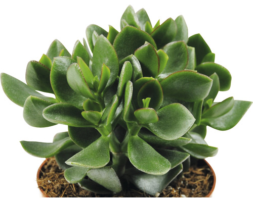 Crassula ovata plantă de interior în ghiveci