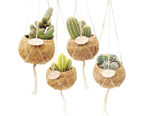 Patru plante kokedama suspendate cu diferite tipuri de cactuși în coji de nucă de cocos.