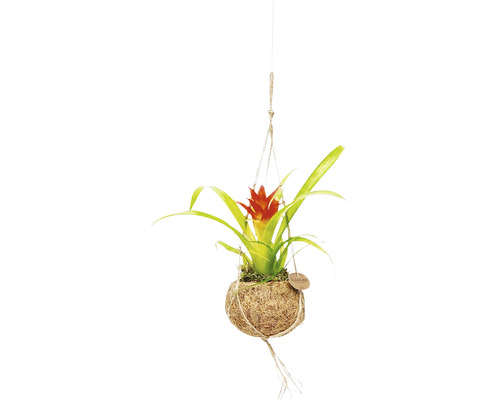 Bromelie suspendată în glob de cocos ca plantă de interior