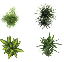 Plante verzi mix FloraSelf H 120-140 cm ghiveci Ø 24 cm-thumb-12 Plante verzi mix FloraSelf H 120-140 cm ghiveci Ø 24 cm-thumb-12