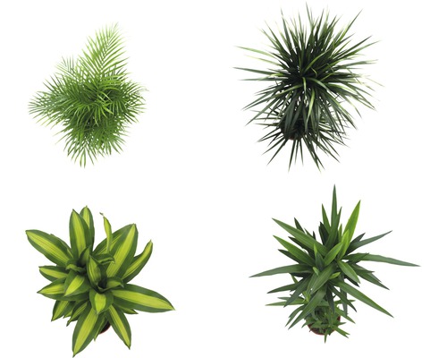 Diverse plante de interior văzute de sus