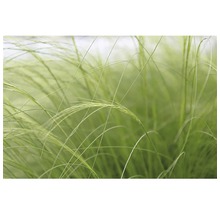Coada de Ponei FloraSelf Stipa tenuifolia 'Pony Tails' H 10-30 cm Co 2 L
