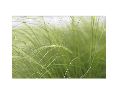 Prim-plan cu iarba decorativă Stipa tenuissima în grădină