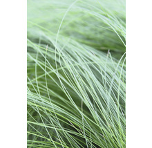 Coada de Ponei FloraSelf Stipa tenuifolia 'Pony Tails' H 10-30 cm Co 2 L