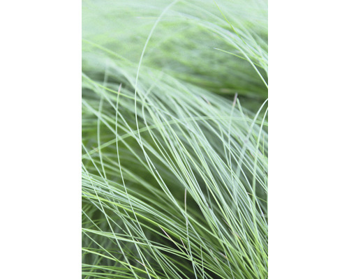 Coada de Ponei FloraSelf Stipa tenuifolia 'Pony Tails' H 10-30 cm Co 2 L