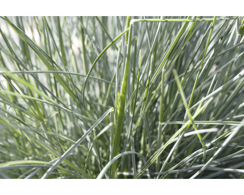 Prim-plan cu iarba Festuca Glauca