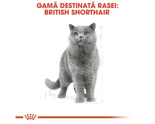 Pisică British Shorthair